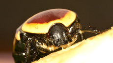 Kongo-Rosenkäfer (14).jpg